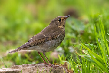Dwerglijster, Swainsons Thrush, Catharus ustulatus