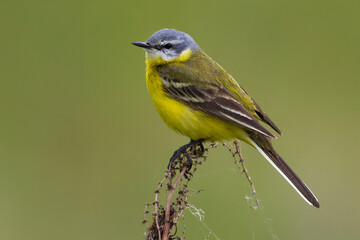 Sykes's Gele Kwikstaart; Sykes's Yellow Wagtail; Motacilla flava beema