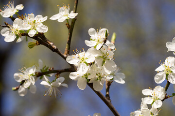 Closeup of blossoms on a plum tree (prunus)
