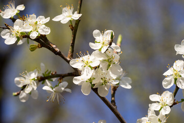 Closeup of blossoms on a plum tree (prunus)