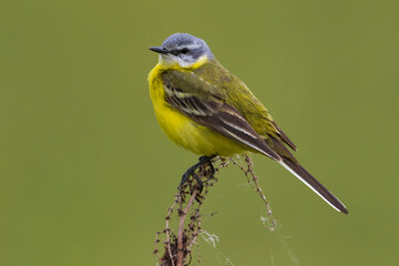 Sykes's Gele Kwikstaart; Sykes's Yellow Wagtail; Motacilla flava beema