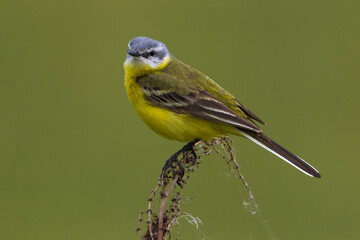 Sykes's Gele Kwikstaart; Sykes's Yellow Wagtail; Motacilla flava beema