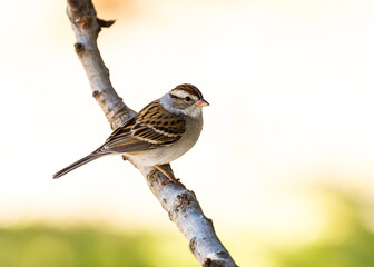 House Sparrow (Passer domesticus)