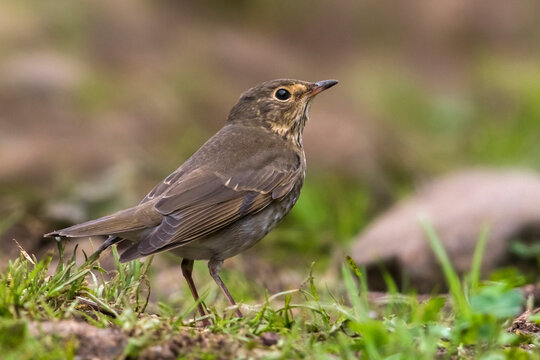 Dwerglijster, Swainsons Thrush, Catharus Ustulatus