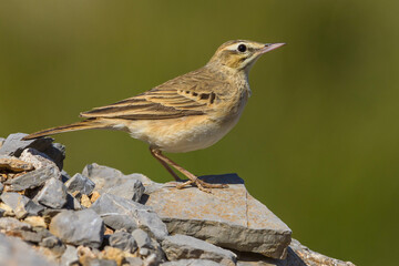 Duinpieper; Tawny Pipit; Anthus campestris