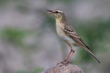 Duinpieper; Tawny Pipit; Anthus campestris