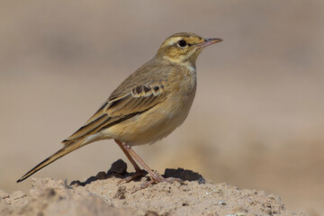 Duinpieper, Tawny Pipit; Anthus campestris