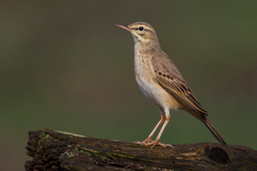 Duinpieper, Tawny Pipit; Anthus campestris