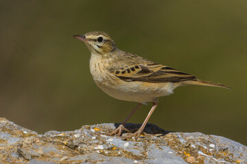 Duinpieper; Tawny Pipit; Anthus campestris