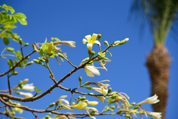 Tropical yellow flower blooms on a tree branch