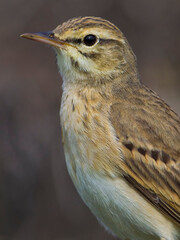 Duinpieper, Tawny Pipit; Anthus campestris