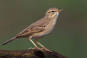 Duinpieper, Tawny Pipit; Anthus campestris