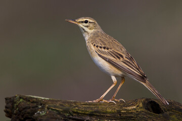 Duinpieper, Tawny Pipit; Anthus campestris