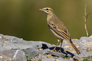 Duinpieper; Tawny Pipit; Anthus campestris