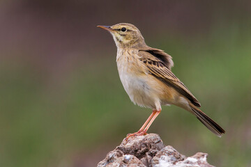 Duinpieper, Tawny Pipit; Anthus campestris