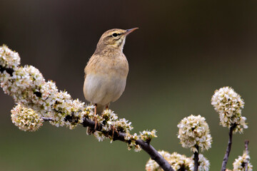 Duinpieper, Tawny Pipit; Anthus campestris