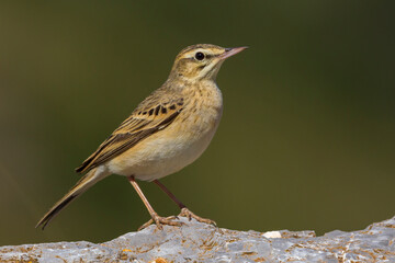 Duinpieper; Tawny Pipit; Anthus campestris
