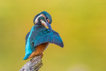Eisvogel (Alcedo atthis) Jungvogel