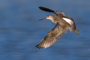 Zwarte Ruiter; Spotted Redshank; Tringa erythropus