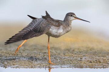 Zwarte Ruiter; Spotted Redshank; Tringa erythropus