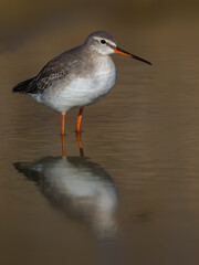 Zwarte Ruiter; Spotted Redshank; Tringa erythropus
