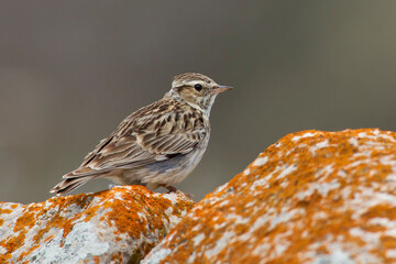 Veldleeuwerik; Woodlark; Lullula arborea ssp pallida