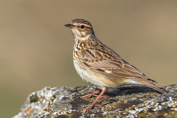 Boomleeuwerik; Woodlark; Lullula arborea