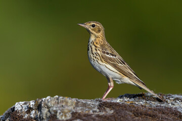 Boompieper, Tree Pipit, Anthus trivialis