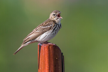 Boompieper; Tree Pipit; Anthus trivialis