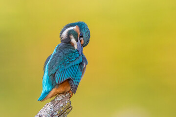Eisvogel (Alcedo atthis) Jungvogel