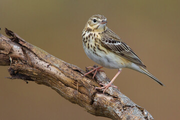 Boompieper; Tree Pipit; Anthus trivialis