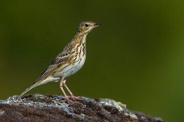 Boompieper, Tree Pipit, Anthus trivialis
