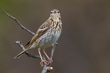 Boompieper; Tree Pipit; Anthus trivialis