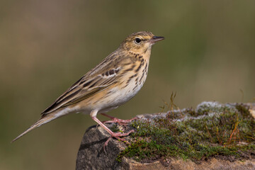 Boompieper, Tree Pipit, Anthus trivialis