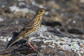 Boompieper, Tree Pipit, Anthus trivialis