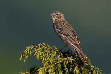 Boompieper, Tree Pipit, Anthus trivialis