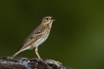 Boompieper, Tree Pipit, Anthus trivialis
