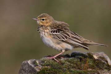 Boompieper, Tree Pipit, Anthus trivialis