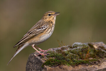 Boompieper, Tree Pipit, Anthus trivialis