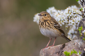 Boompieper, Tree Pipit, Anthus trivialis