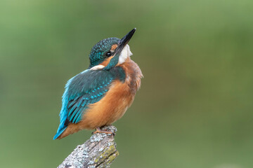 Eisvogel (Alcedo atthis) Jungvogel