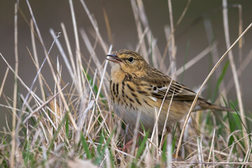 Boompieper, Tree Pipit, Anthus trivialis