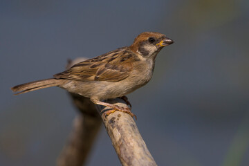 Ringmus; Tree Sparrow; Passer montanus