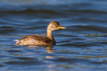 Dodaars; Little Grebe; Tachybaptus ruficollis poggei