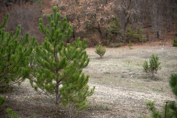 Christmas tree, pine tree in the forest