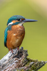Eisvogel (Alcedo atthis) Jungvogel