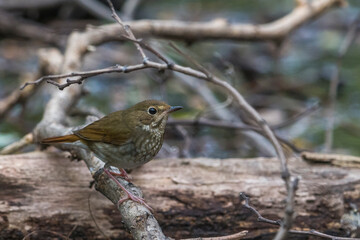 Snornachtegaal; Rufous-tailed Robin; Luscinia sibilans