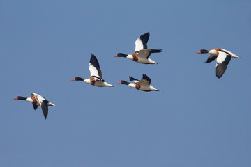Bergeend; Ruddy Shelduck; Tadorna tadorna
