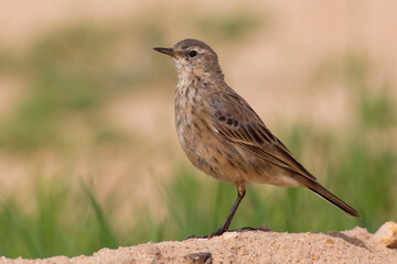 Spioncello; Water Pipit; Anthus spinoletta coutellii