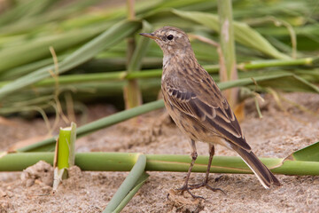 Waterpieper, Water Pipit; Anthus spinoletta coutellii